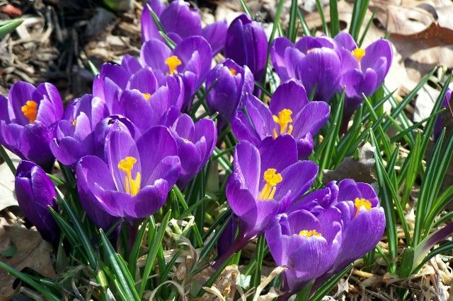  photo crocus_zps53a7521a.jpg