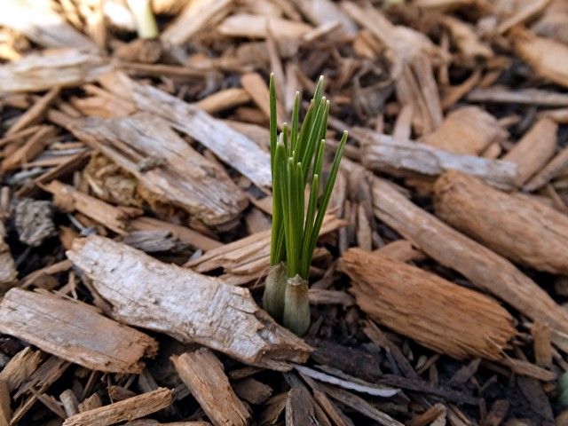 photo crocus_zpsab7cc20f.jpg