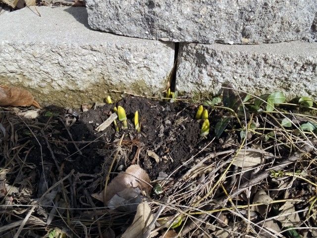 photo daf1_zps3a590d1b.jpg