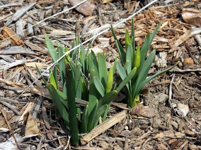 photo daff2_zps95a024a2.jpg