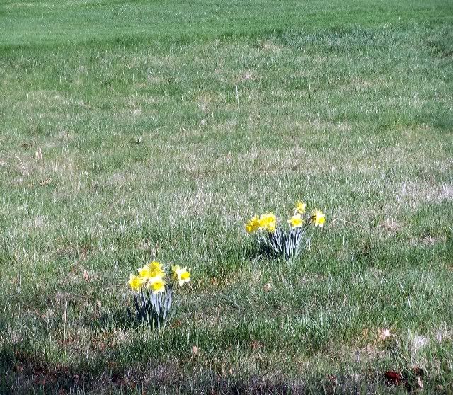 daffodils