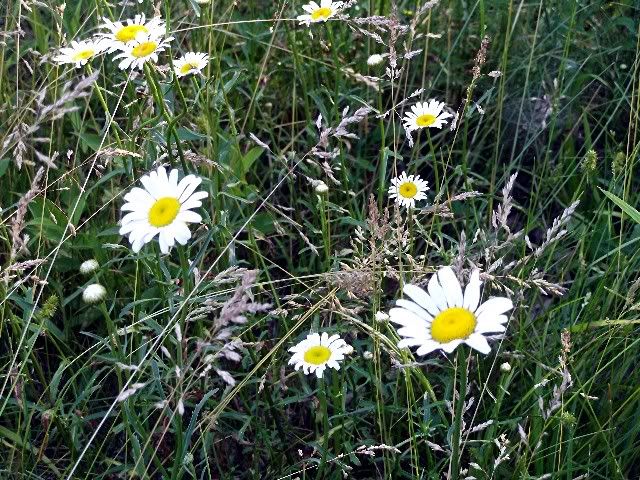 oxeye daisy