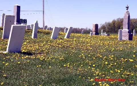 dandelions in cemetary