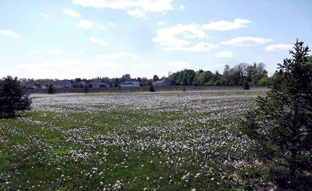 dandies photo dandies_zps0c4158af.jpg