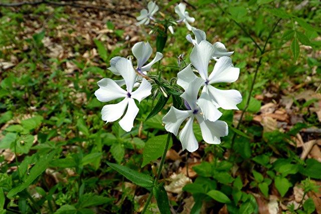 flower3 photo flower1_zps4cd4efba.jpg