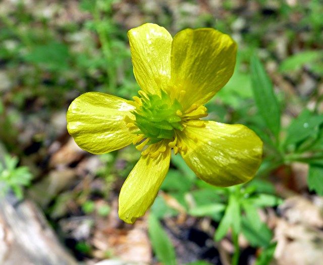 flower4 photo flower2_zps497ea17c.jpg