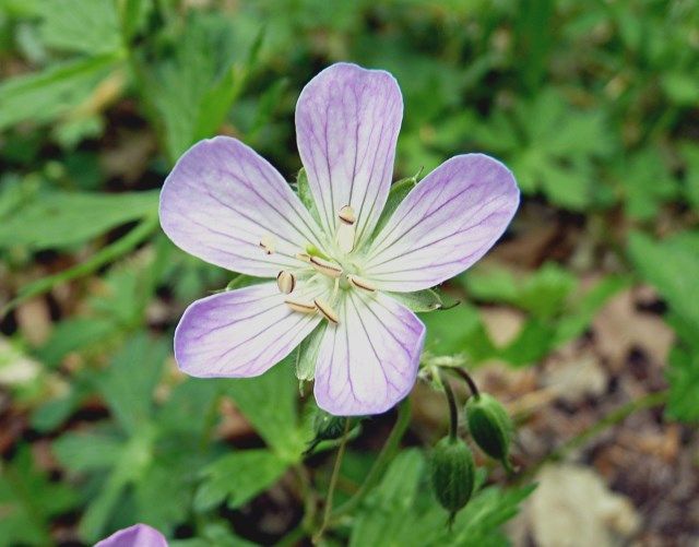 flower1 photo flower3_zpsea4351f9.jpg