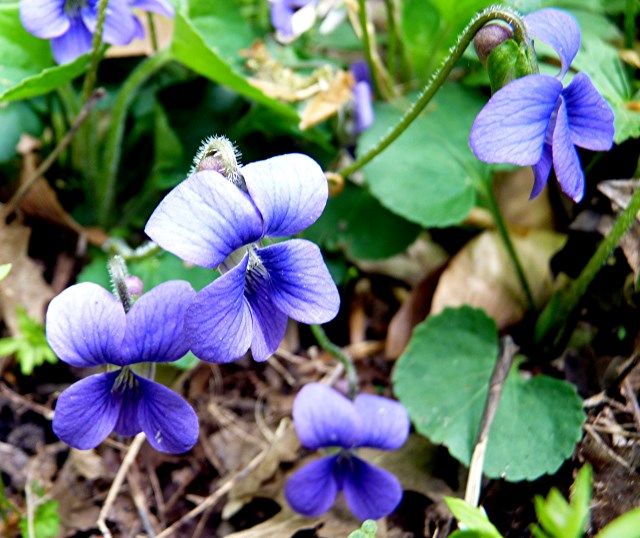 flower2 photo flower4_zps4918ad34.jpg