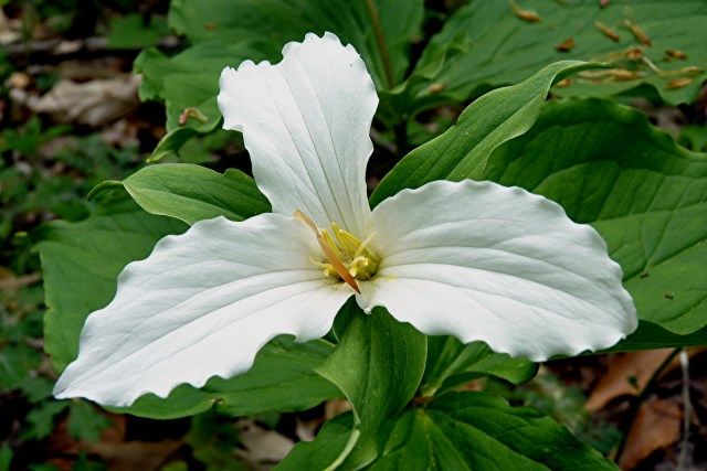 flower 5 photo flower5_zpscbd094d2.jpg