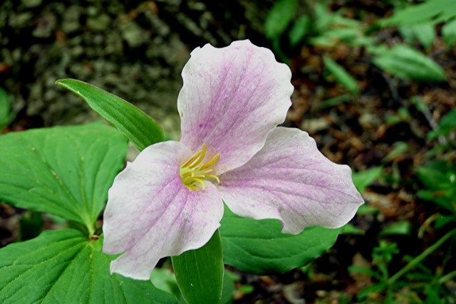 flower6 photo flower6_zps7adb086e.jpg