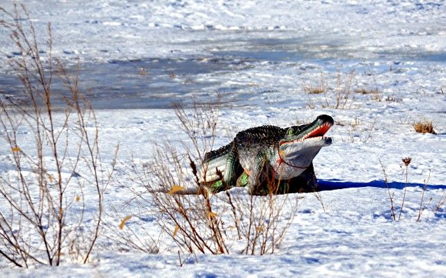 photo gator_zps3c41c300.jpg