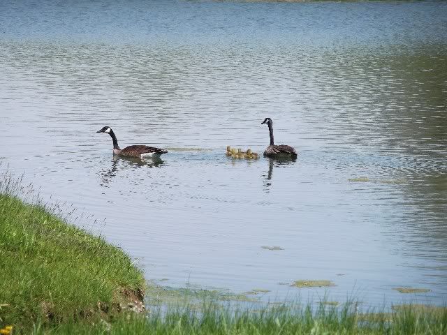 geese 1