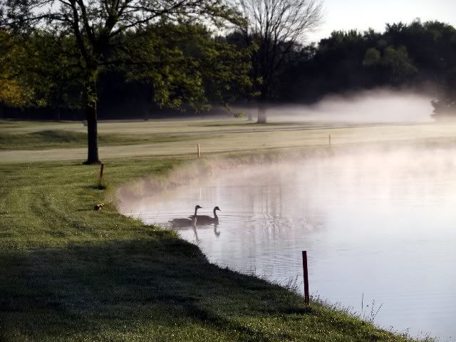 geese 2