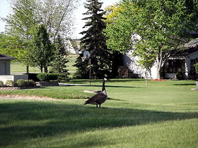 geese 3