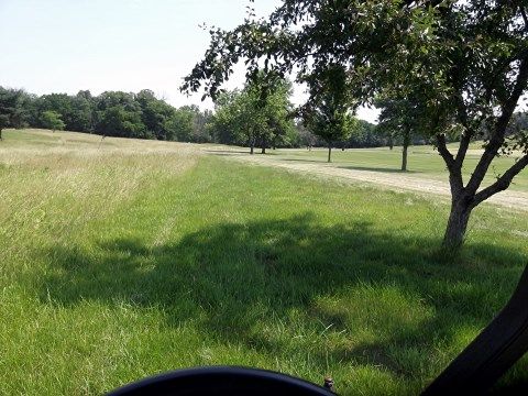  photo grass2_zps3c774af3.jpg