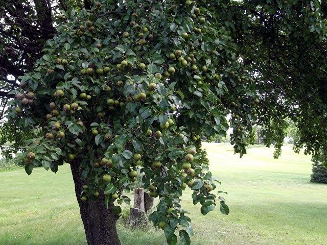 hazelnuts photo hazelnuts_zps0b1cf656.jpg