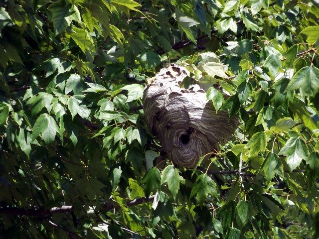 hornets photo hornets_zpsab4ed31d.jpg