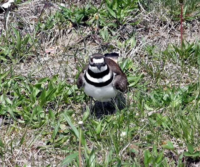 killdeer 1