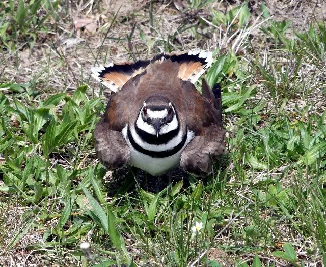 killdeer 2