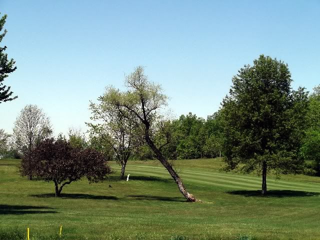 lean tree