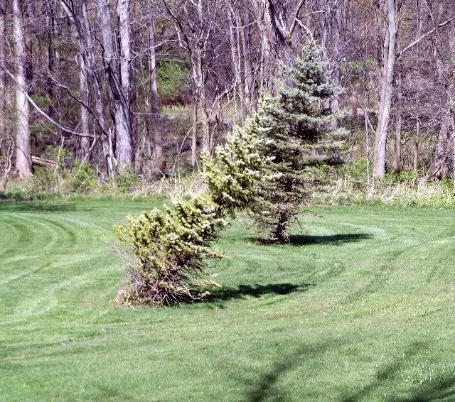 lean tree