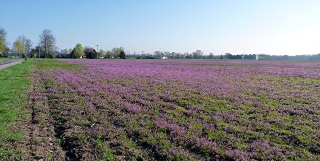 Purple photo purple_zps6e1bcb20.jpg