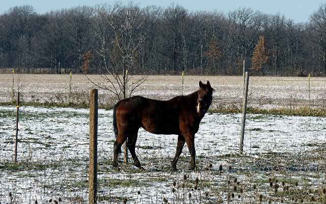 red horse