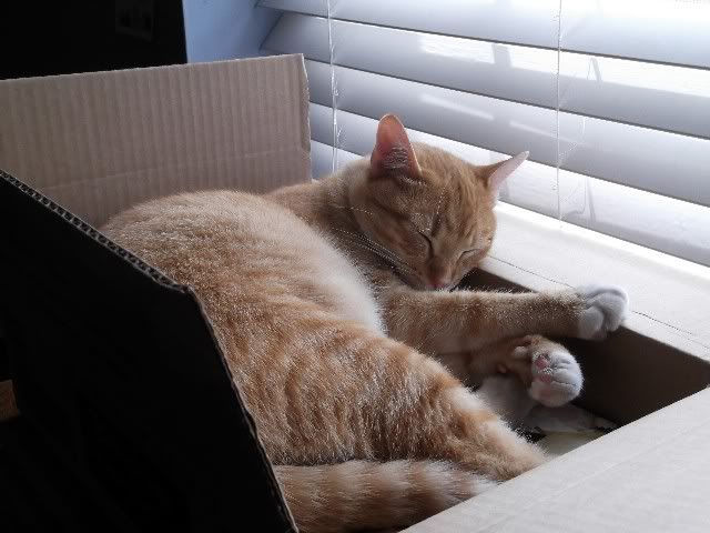 simon