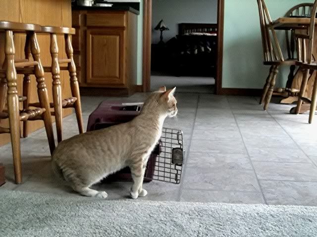 simon 1