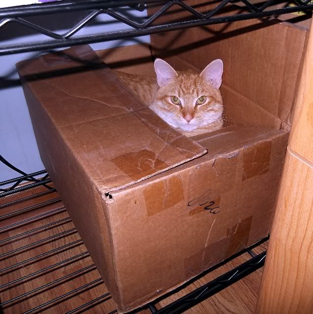simon 1