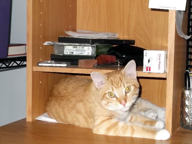 simon 1