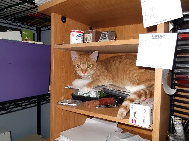 simon 2