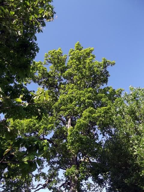 sky
