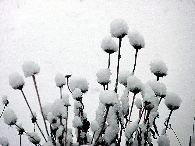 snow 10