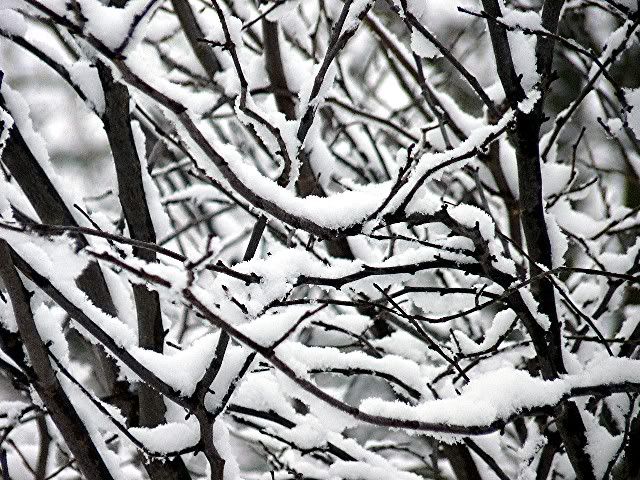 snow 11