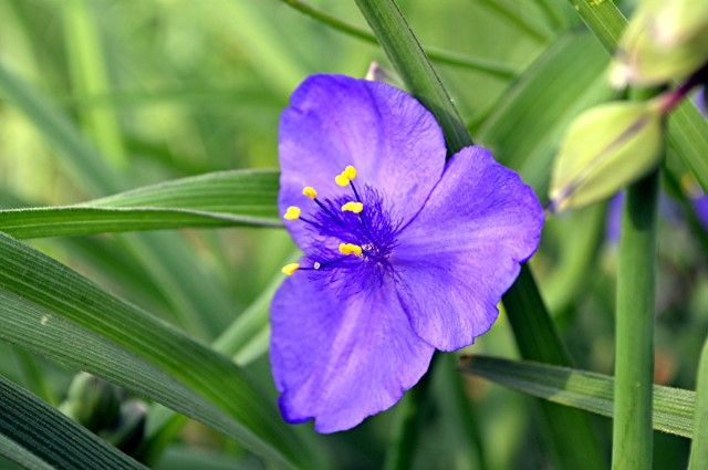  photo spiderwort_zps2921a42c.jpg