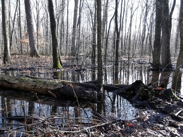 swamp