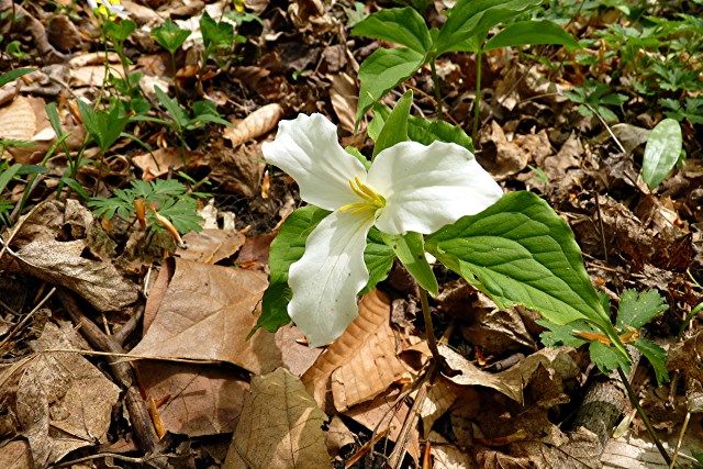 t-1 photo t-1_zps4bc65bae.jpg