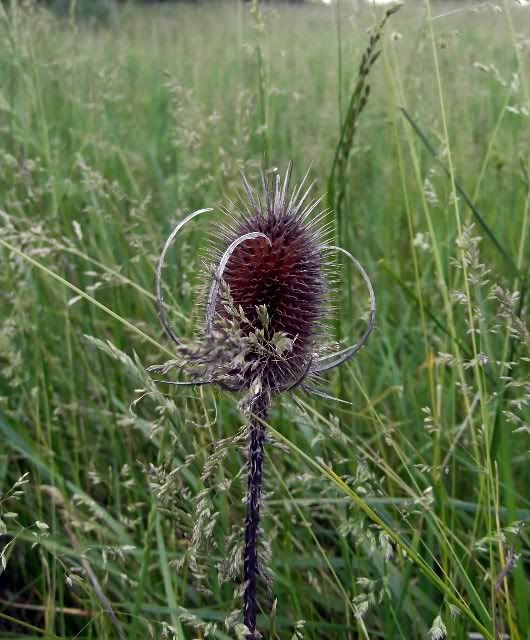 thistle