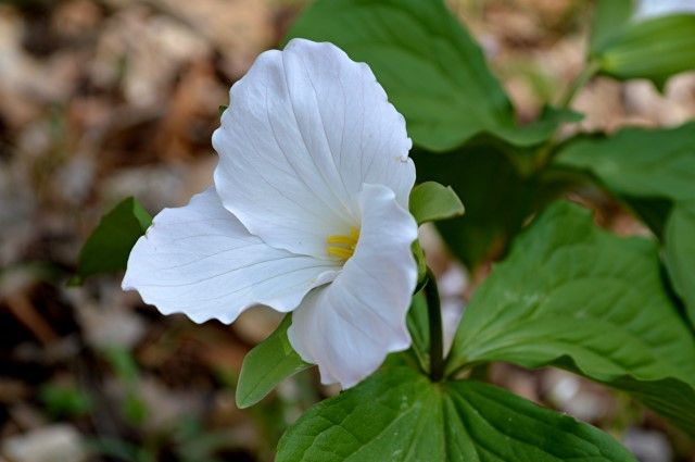 trillium photo trillium_zps2zq9asgg.jpg