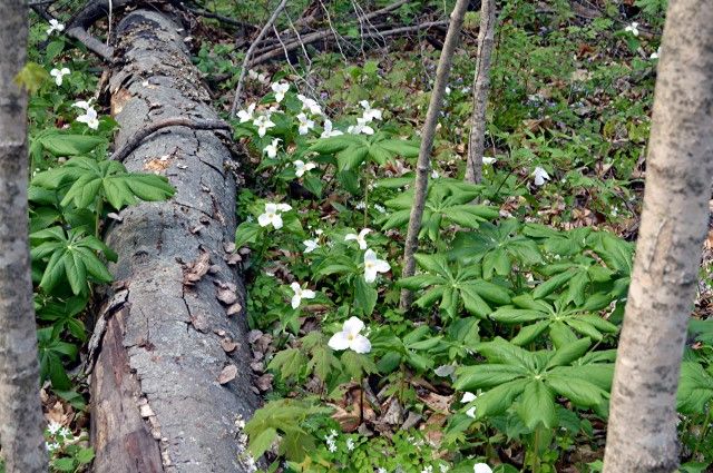 trilliums photo trilliums_zps34deeq9p.jpg