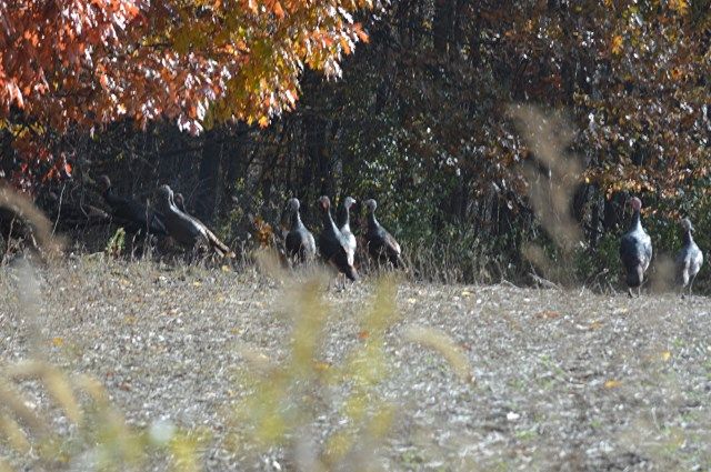 turk photo turk_zpsc2de4770.jpg