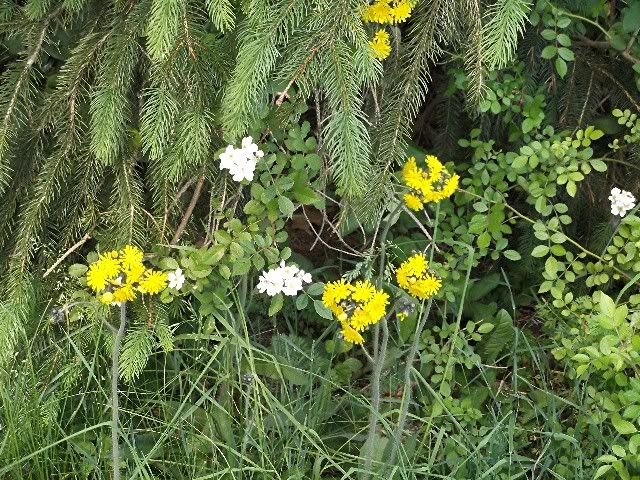 weeds