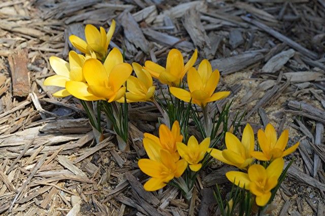  photo yelcorc_zpsd694e2dd.jpg