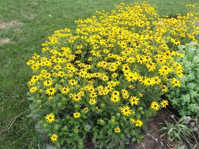 rudbeckia