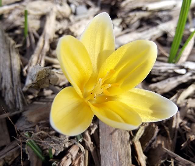 yellow crocus