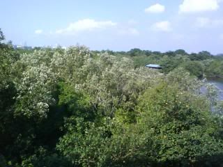 silver trees?