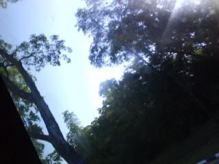 trees + sky