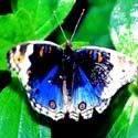 butterfly121.jpg