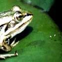 frog121.jpg